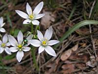 Crocus (2) (Photo F. Mrugala)